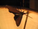 Arcadia Moth * Very colourfull moth. * 2048 x 1536 * (505KB)